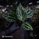 Anthurium 'Heinz' s1