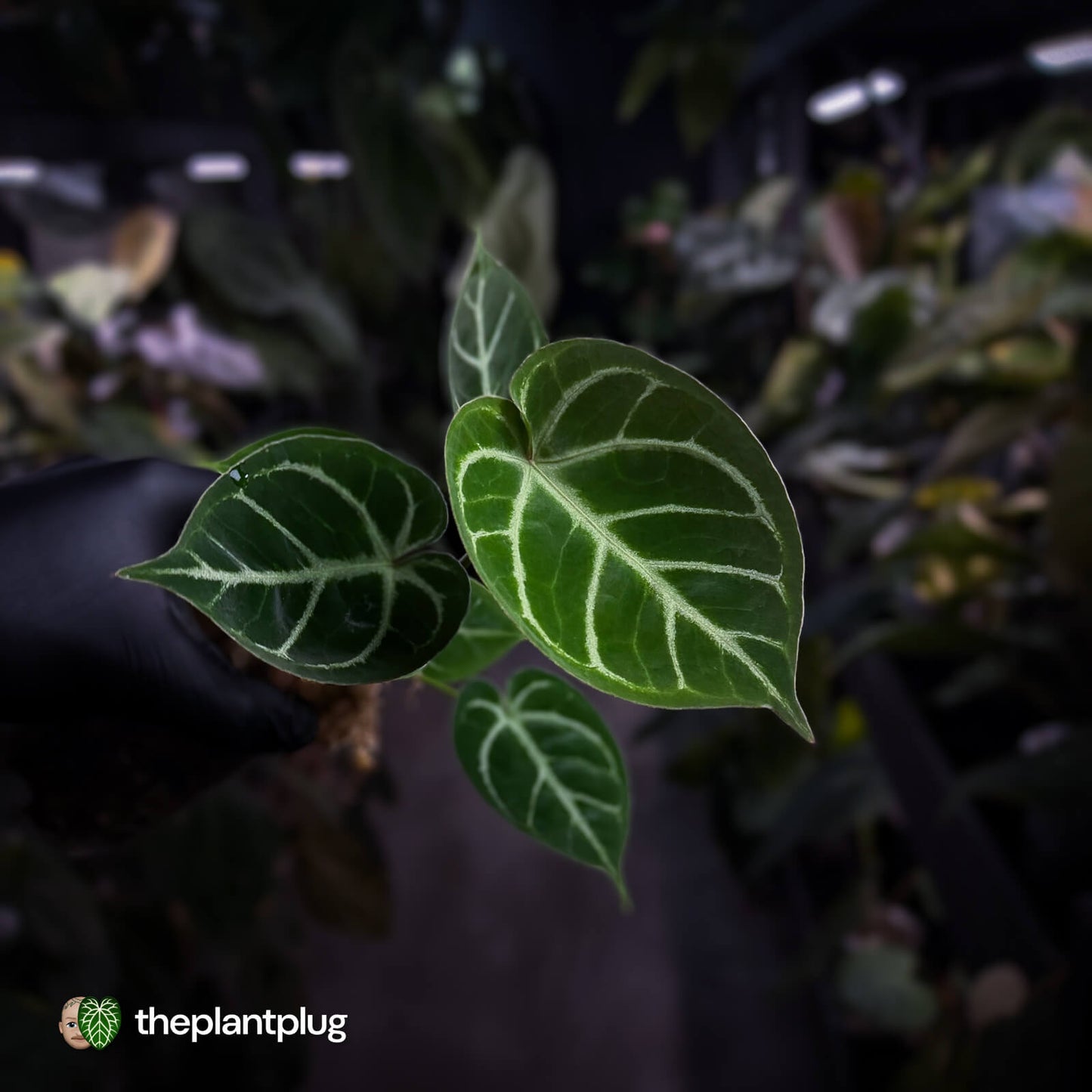 Anthurium 'Dorayaki Silver' x 'Waddle NOID'