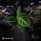Anthurium 'Dorayaki Silver' x 'Waddle NOID'
