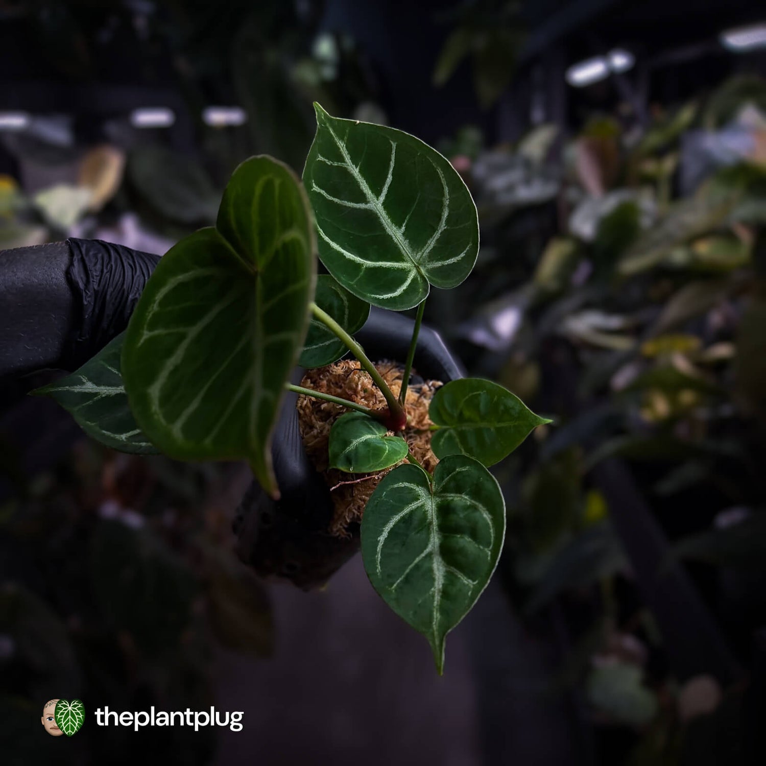 Anthurium 'Dorayaki Silver' x 'Waddle NOID'
