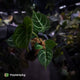 Anthurium 'Dorayaki Silver' x 'Waddle NOID'