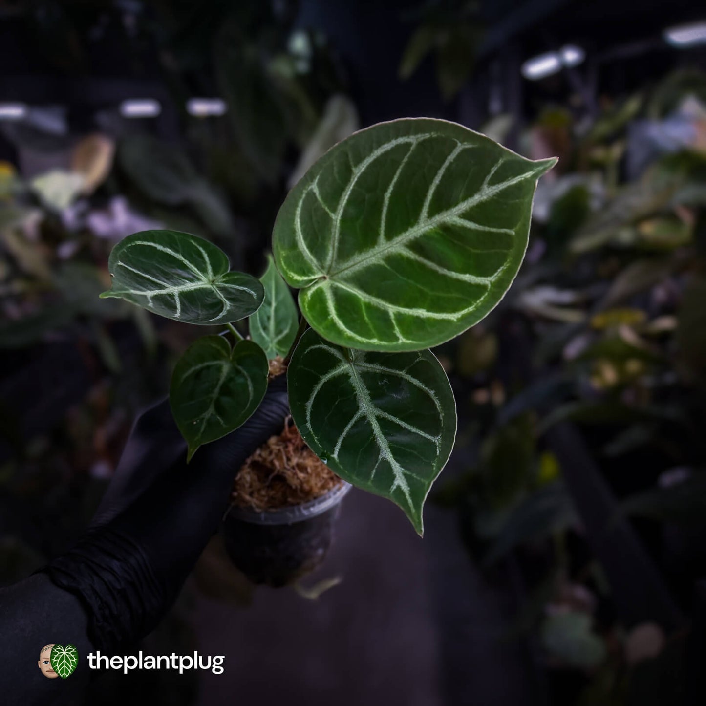 Anthurium 'Dorayaki Silver' x 'Waddle NOID'