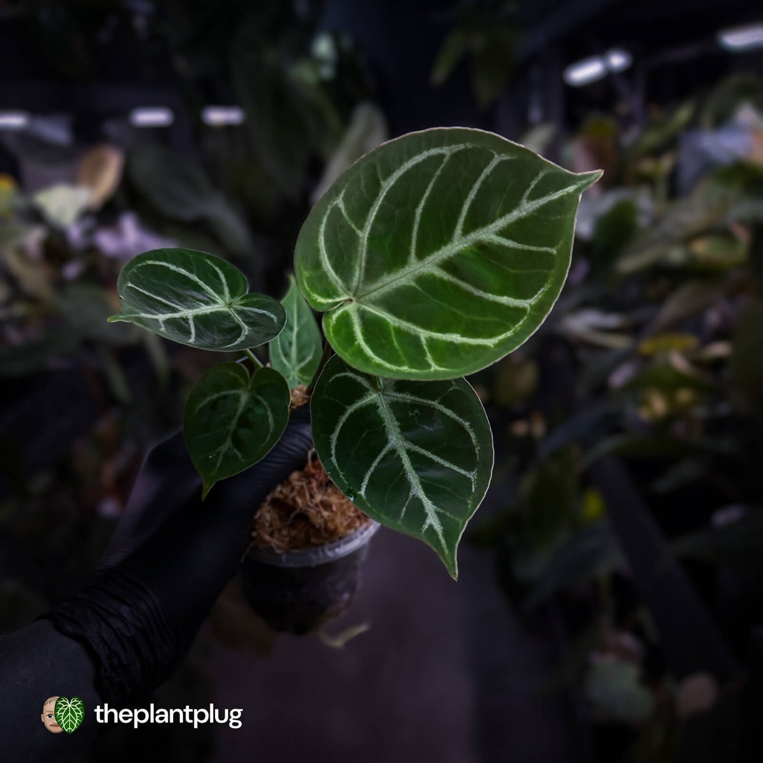 Anthurium 'Dorayaki Silver' x 'Waddle NOID'
