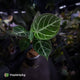 Anthurium 'Dorayaki Silver' x 'Waddle NOID'