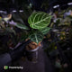 Anthurium 'Dorayaki Silver' x 'Waddle NOID'