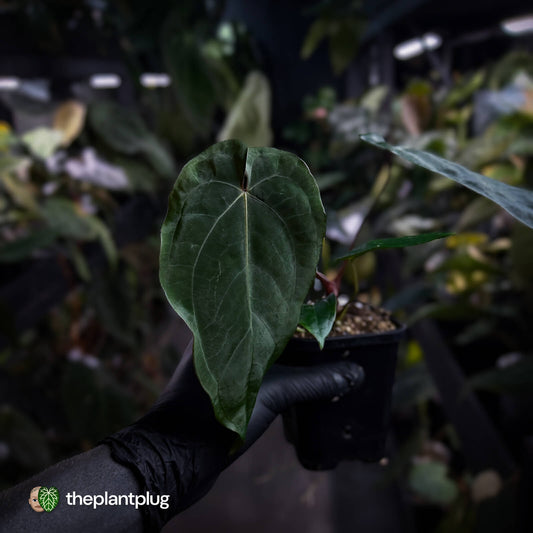 Anthurium ('Midnight Velvet' x pap) x 'Roman' • select first release 🔥