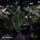 Anthurium ('Midnight Velvet' x pap) x 'Roman' • select first release 🔥