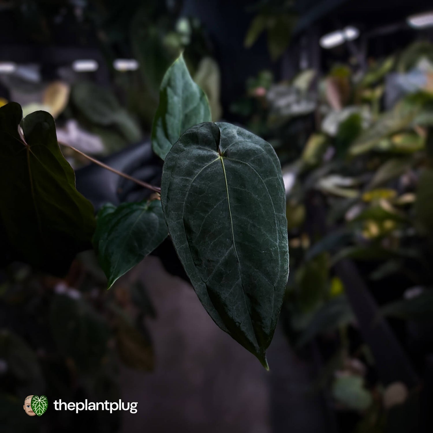Anthurium ('Midnight Velvet' x pap) x 'Roman' • select first release 🔥