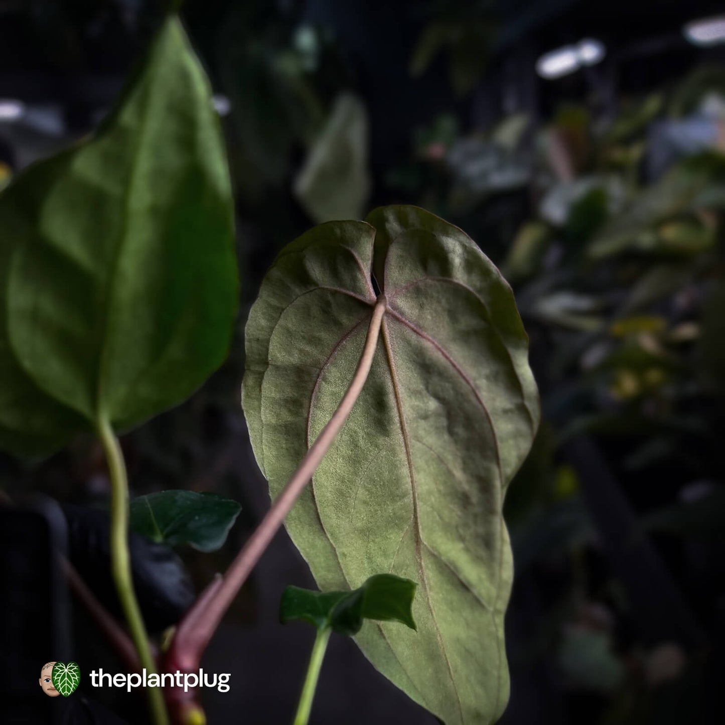Anthurium ('Midnight Velvet' x pap) x 'Roman' • select first release 🔥