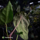 Anthurium ('Midnight Velvet' x pap) x 'Roman' • select first release 🔥