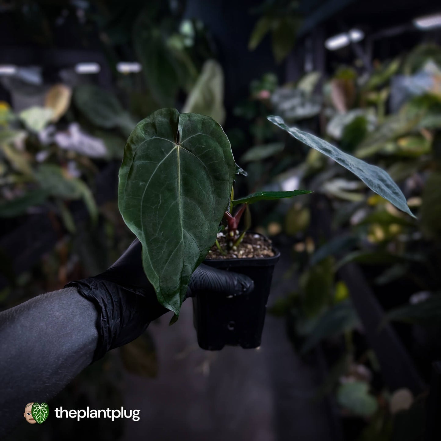 Anthurium ('Midnight Velvet' x pap) x 'Roman' • select first release 🔥