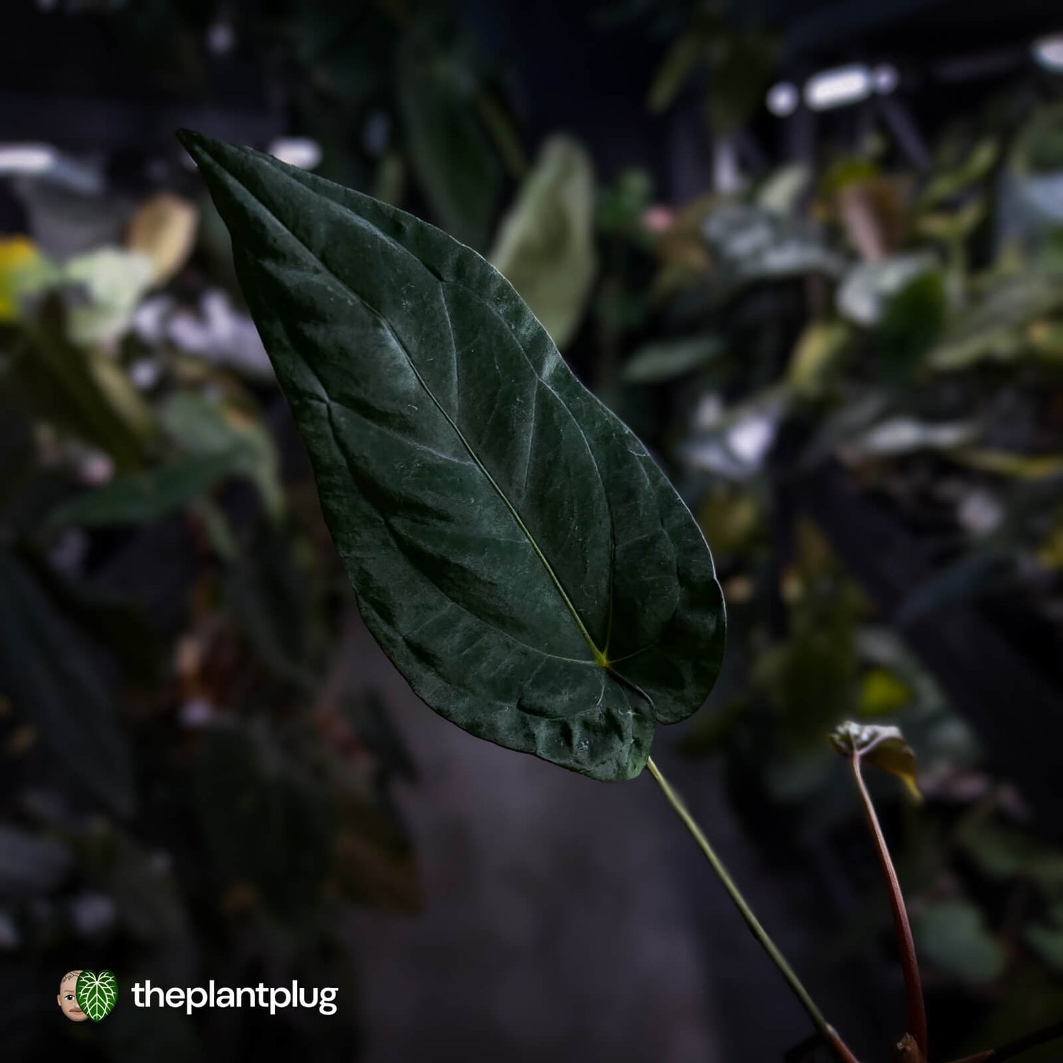 Anthurium ('Midnight Velvet' x pap) x 'Roman' • first release 🔥