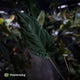 Anthurium ('Midnight Velvet' x pap) x 'Roman' • first release 🔥