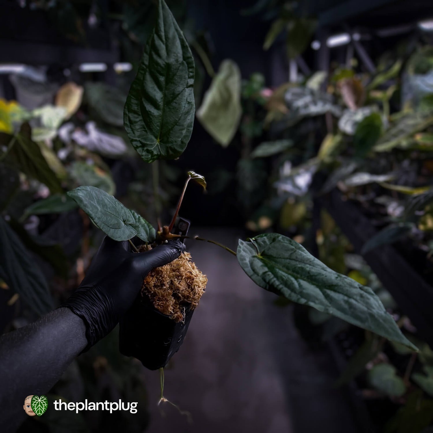Anthurium ('Midnight Velvet' x pap) x 'Roman' • first release 🔥