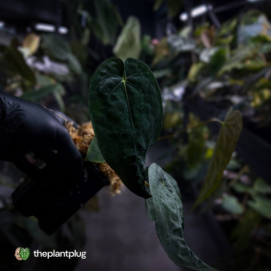 Anthurium ('Midnight Velvet' x pap) x 'Roman' • first release 🔥