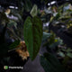 Anthurium ('Midnight Velvet' x pap) x 'Roman' • first release 🔥