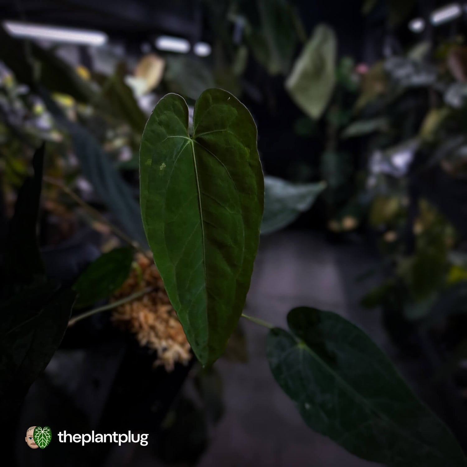 Anthurium ('Midnight Velvet' x pap) x 'Roman' • first release 🔥