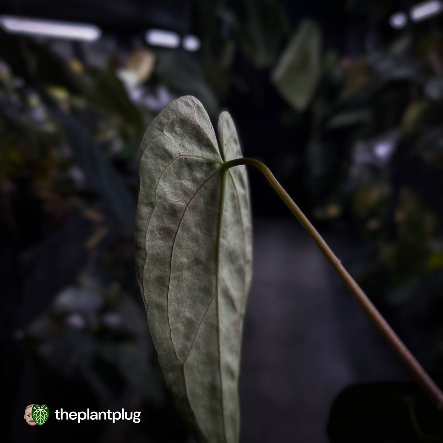 Anthurium ('Midnight Velvet' x pap) x 'Roman' • first release 🔥