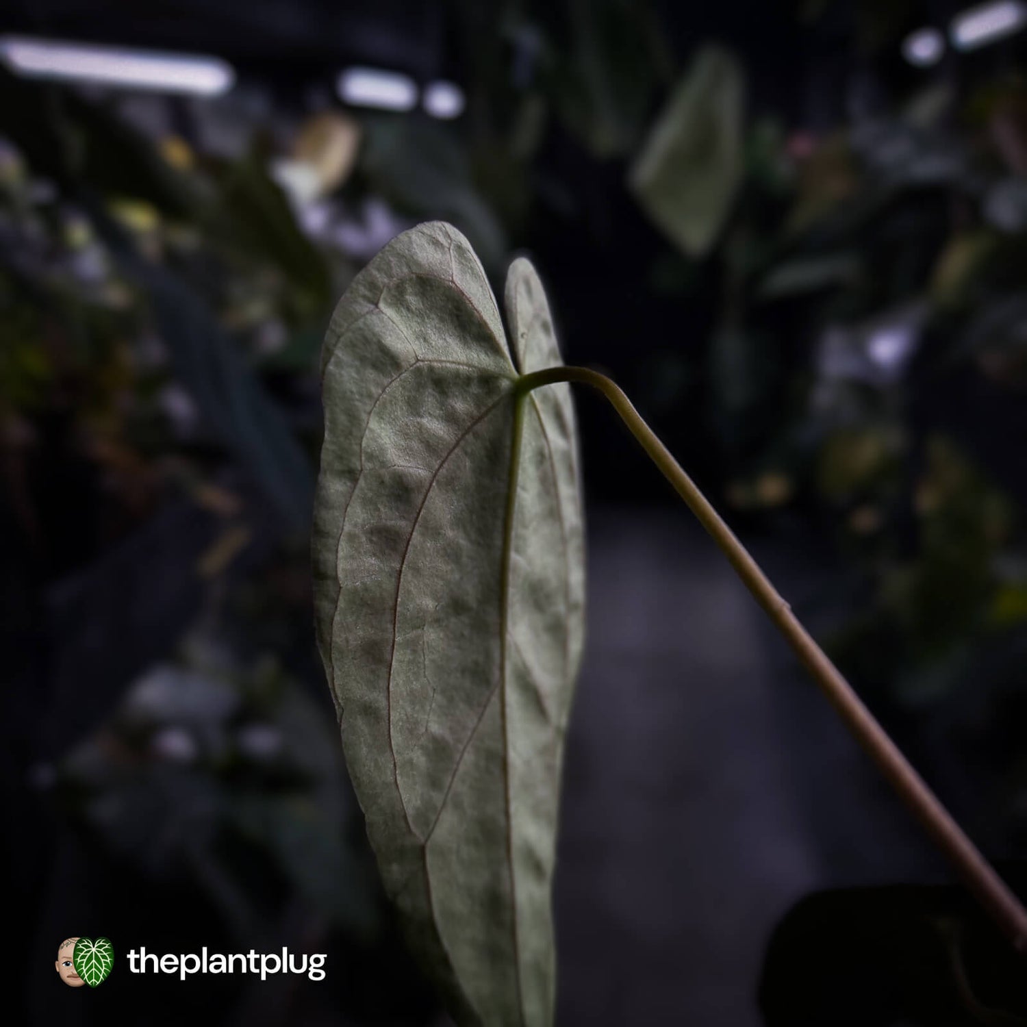 Anthurium ('Midnight Velvet' x pap) x 'Roman' • first release 🔥