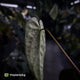 Anthurium ('Midnight Velvet' x pap) x 'Roman' • first release 🔥