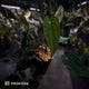 Anthurium ('Midnight Velvet' x pap) x 'Roman' • first release 🔥