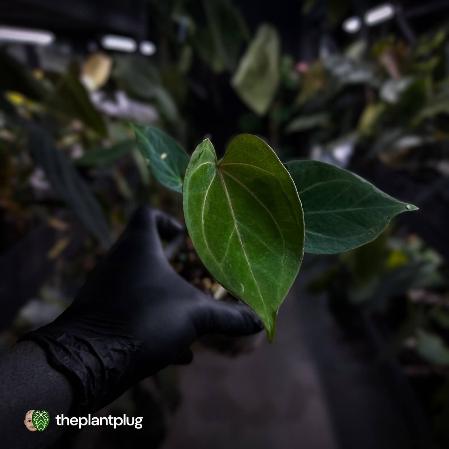 Anthurium 'HU' / 'King of Spades' ♠️