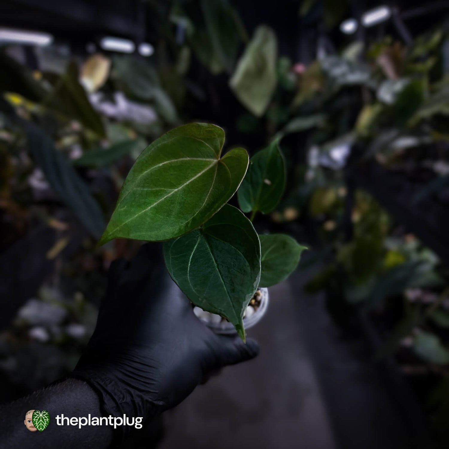 Anthurium 'HU' / 'King of Spades' ♠️