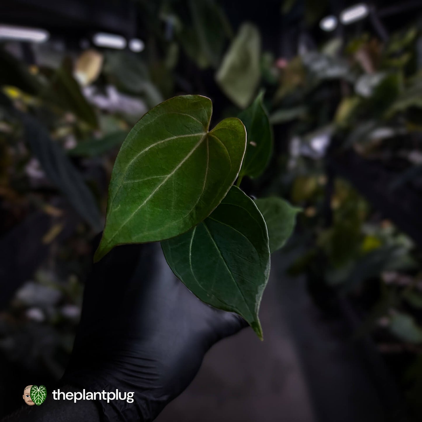 Anthurium 'HU' / 'King of Spades' ♠️