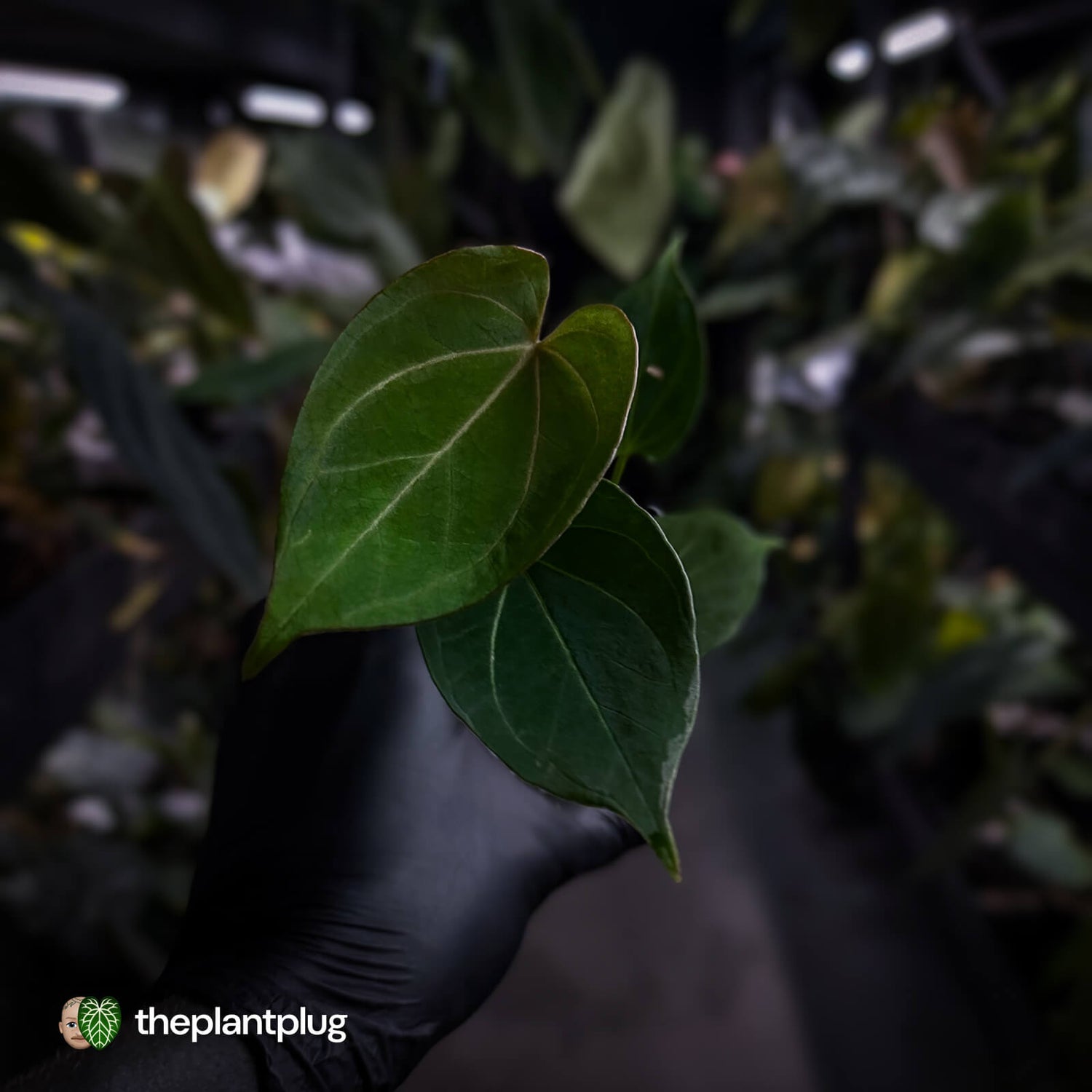 Anthurium 'HU' / 'King of Spades' ♠️