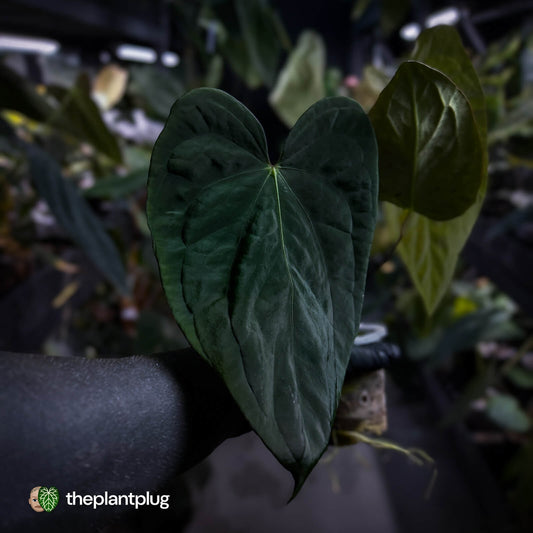 Anthurium ('Midnight Velvet' x crystallinum) x antolakii / 'BVEP'