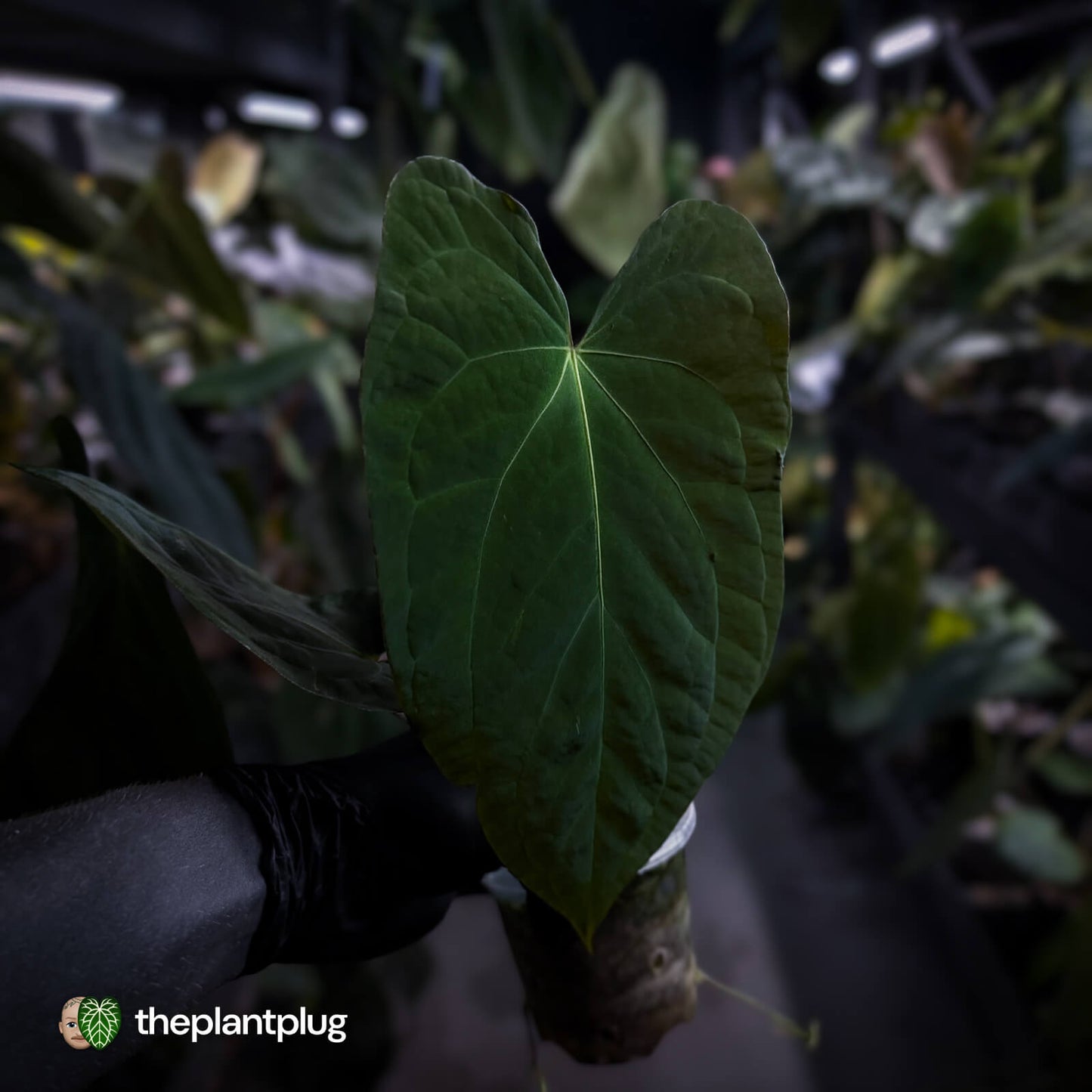 Anthurium ('Midnight Velvet' x crystallinum) x antolakii / 'BVEP'