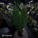 Anthurium ('Midnight Velvet' x crystallinum) x antolakii / 'BVEP'
