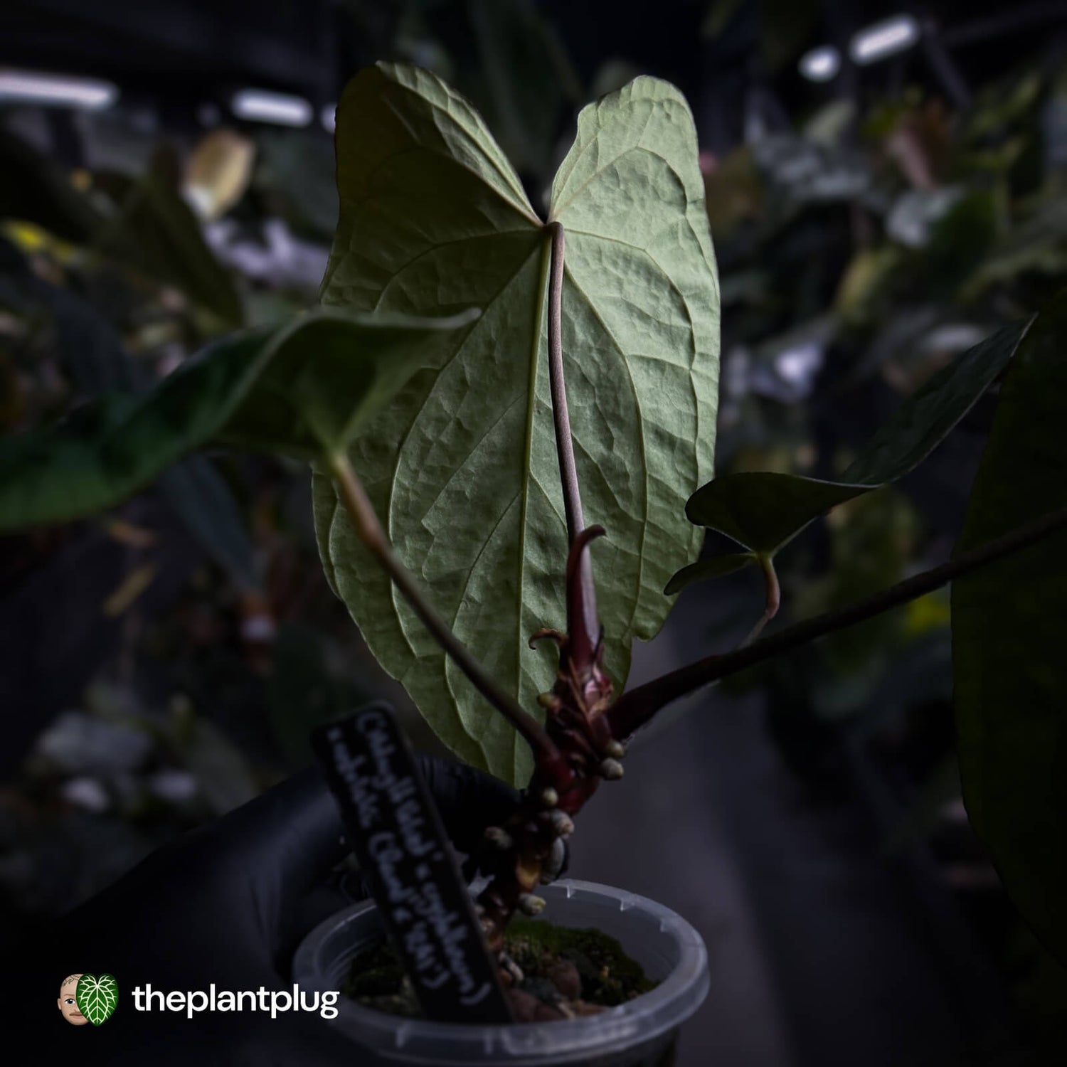 Anthurium ('Midnight Velvet' x crystallinum) x antolakii / 'BVEP'