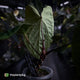 Anthurium ('Midnight Velvet' x crystallinum) x antolakii / 'BVEP'
