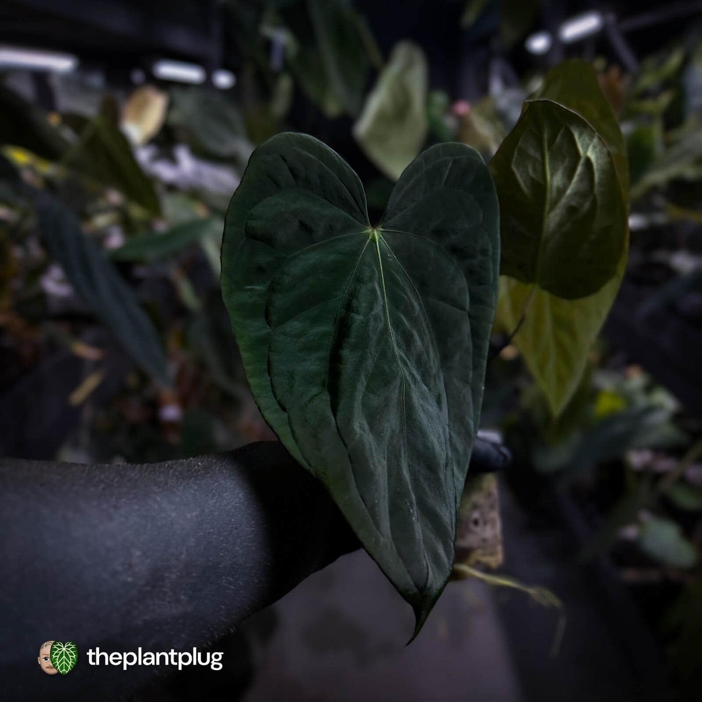 Anthurium ('Midnight Velvet' x crystallinum) x antolakii / 'BVEP'