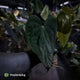 Anthurium ('Midnight Velvet' x crystallinum) x antolakii / 'BVEP'