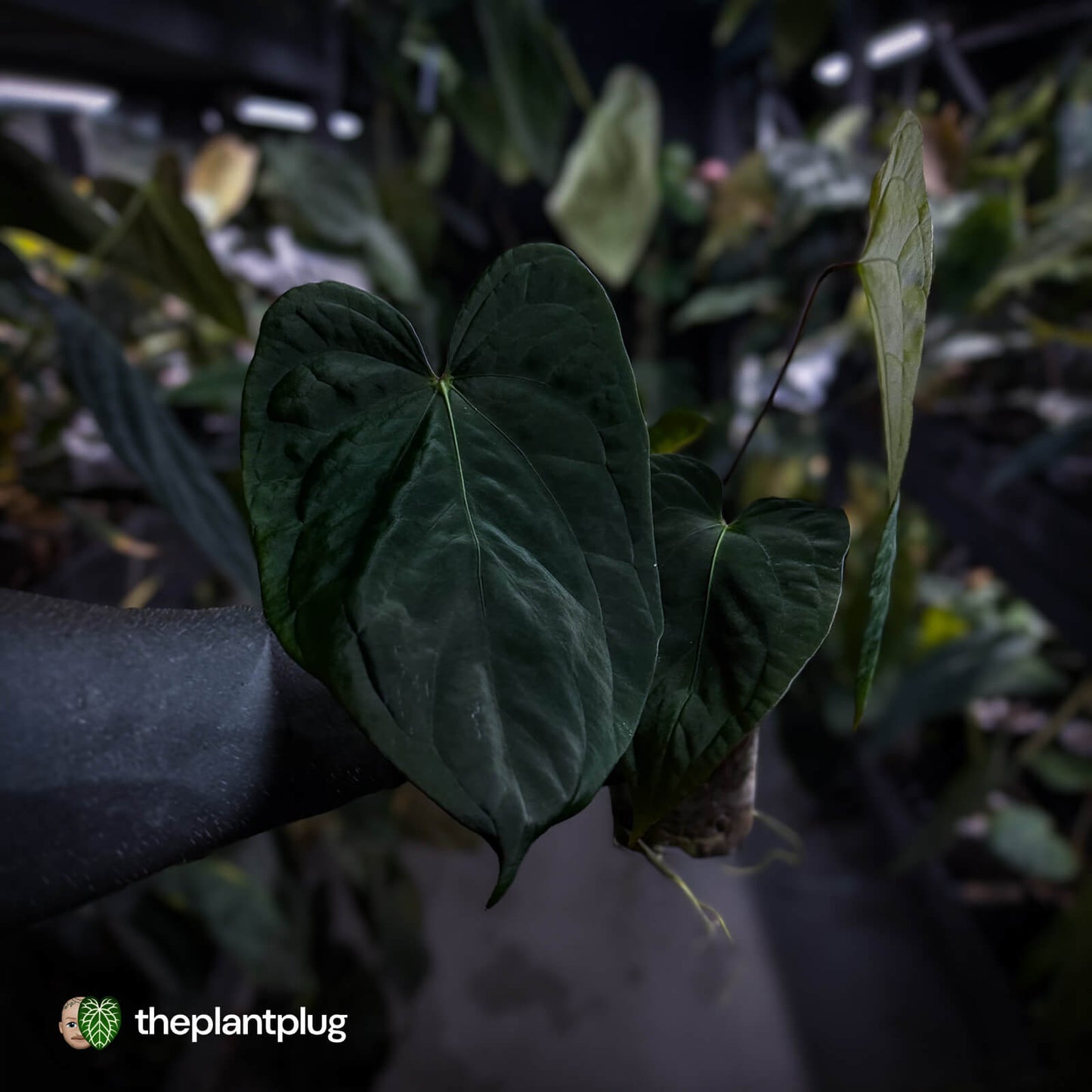 Anthurium ('Midnight Velvet' x crystallinum) x antolakii / 'BVEP'
