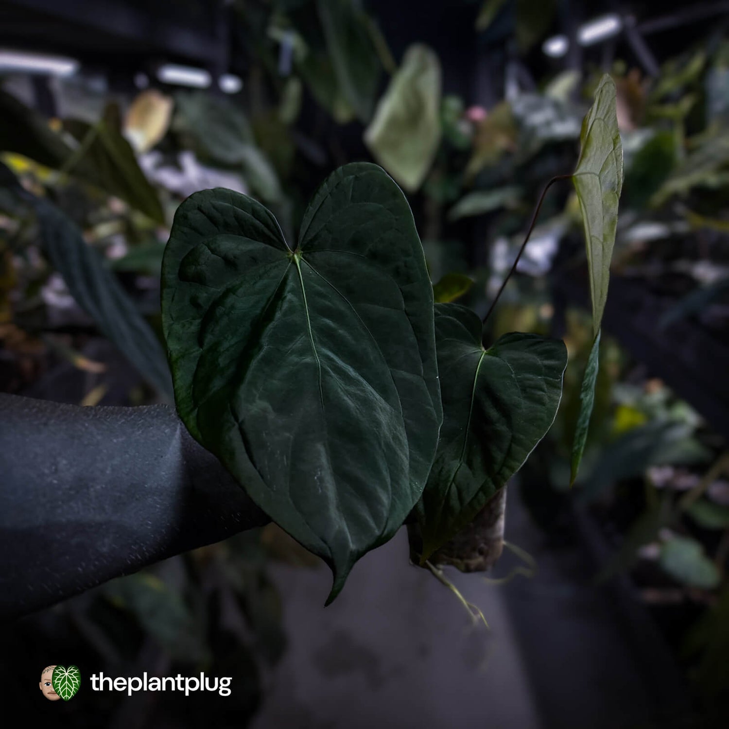 Anthurium ('Midnight Velvet' x crystallinum) x antolakii / 'BVEP'