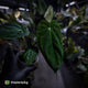 Anthurium ('Midnight Velvet' x crystallinum) x antolakii / 'BVEP'