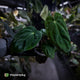 Anthurium ('Midnight Velvet' x crystallinum) x antolakii / 'BVEP'