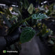 Anthurium ('Midnight Velvet' x crystallinum) x antolakii / 'BVEP'