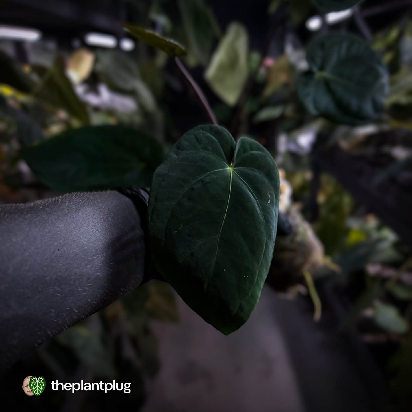 Anthurium ('Midnight Velvet' x crystallinum) x antolakii 'BVEP'