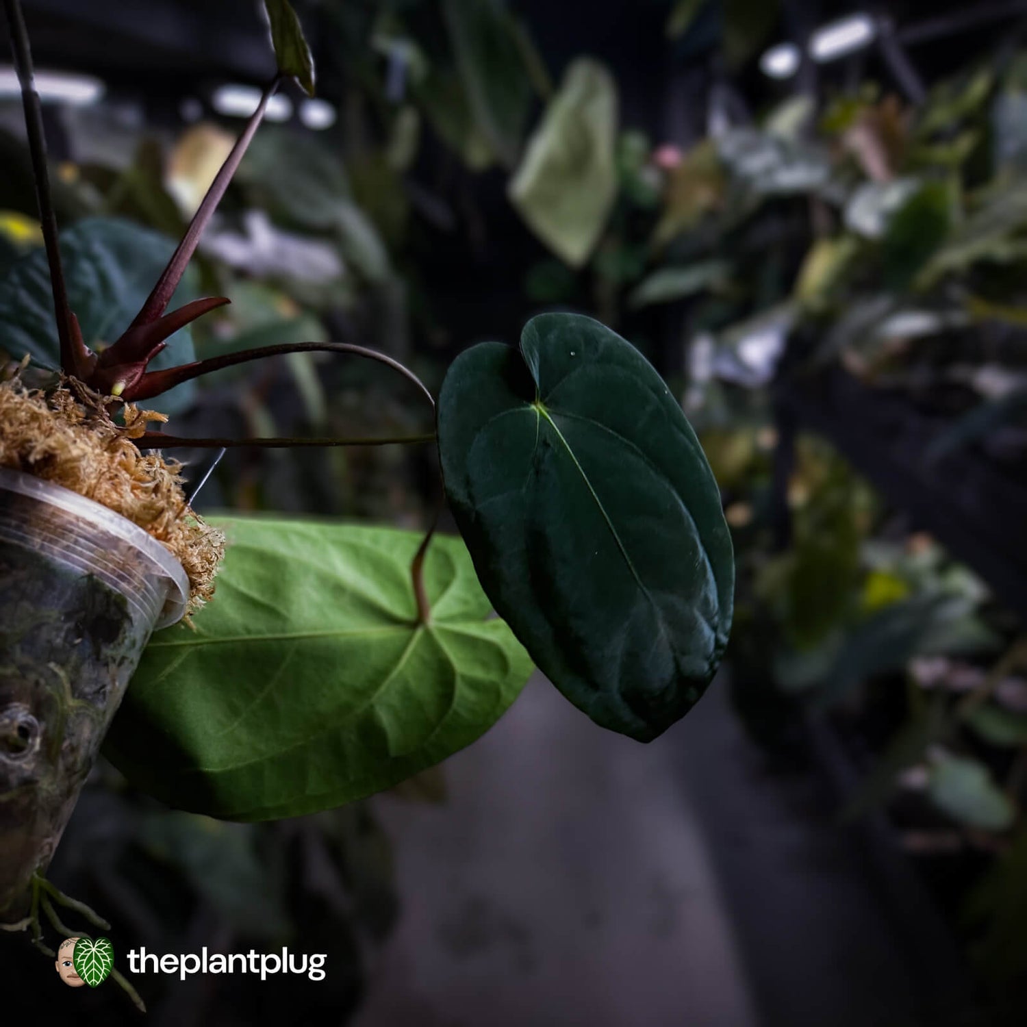 Anthurium ('Midnight Velvet' x crystallinum) x antolakii 'BVEP'