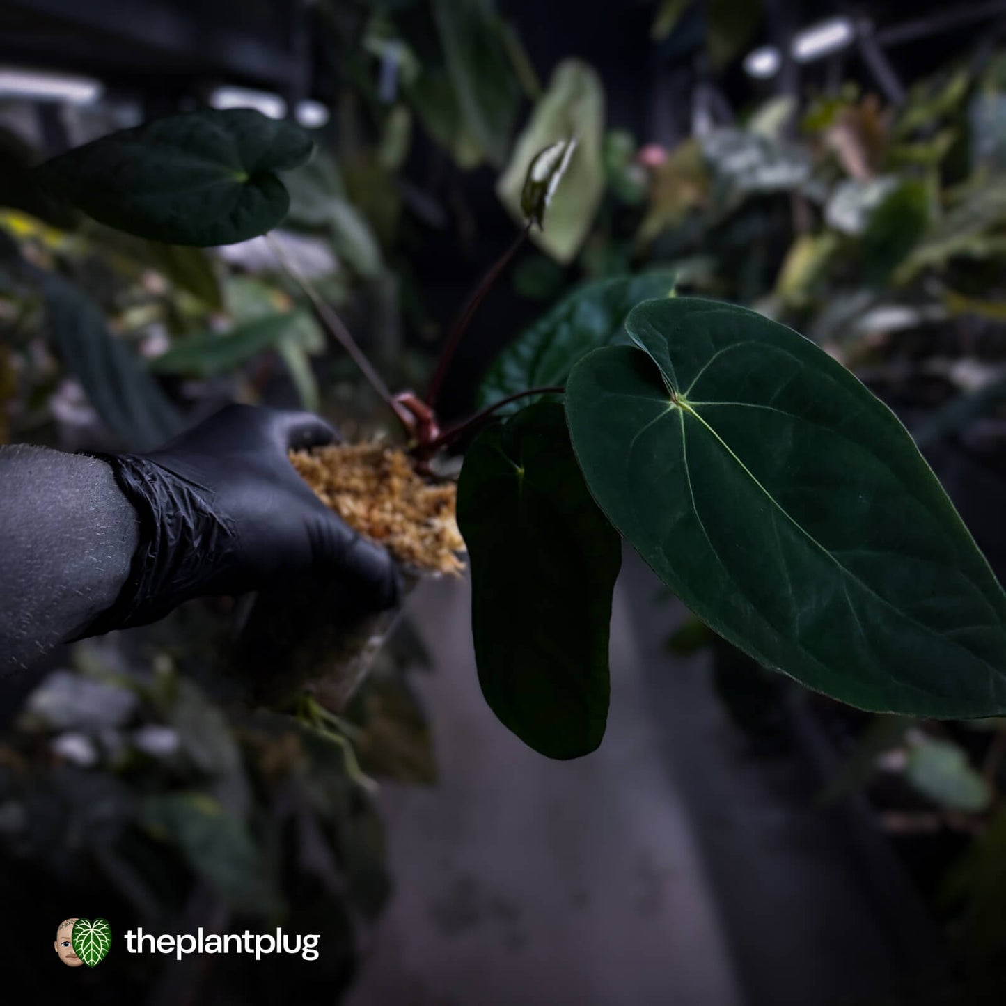 Anthurium ('Midnight Velvet' x crystallinum) x antolakii 'BVEP'