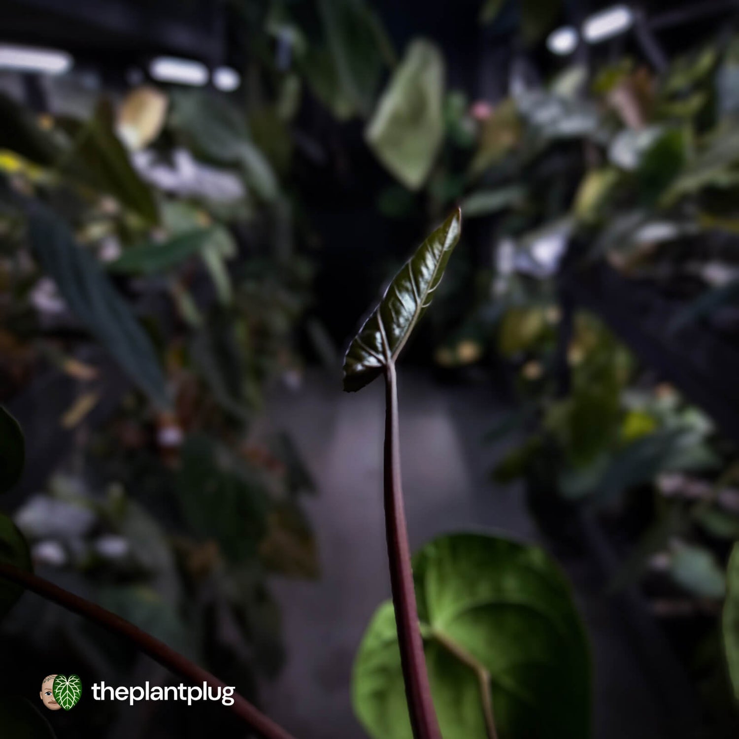 Anthurium ('Midnight Velvet' x crystallinum) x antolakii 'BVEP'