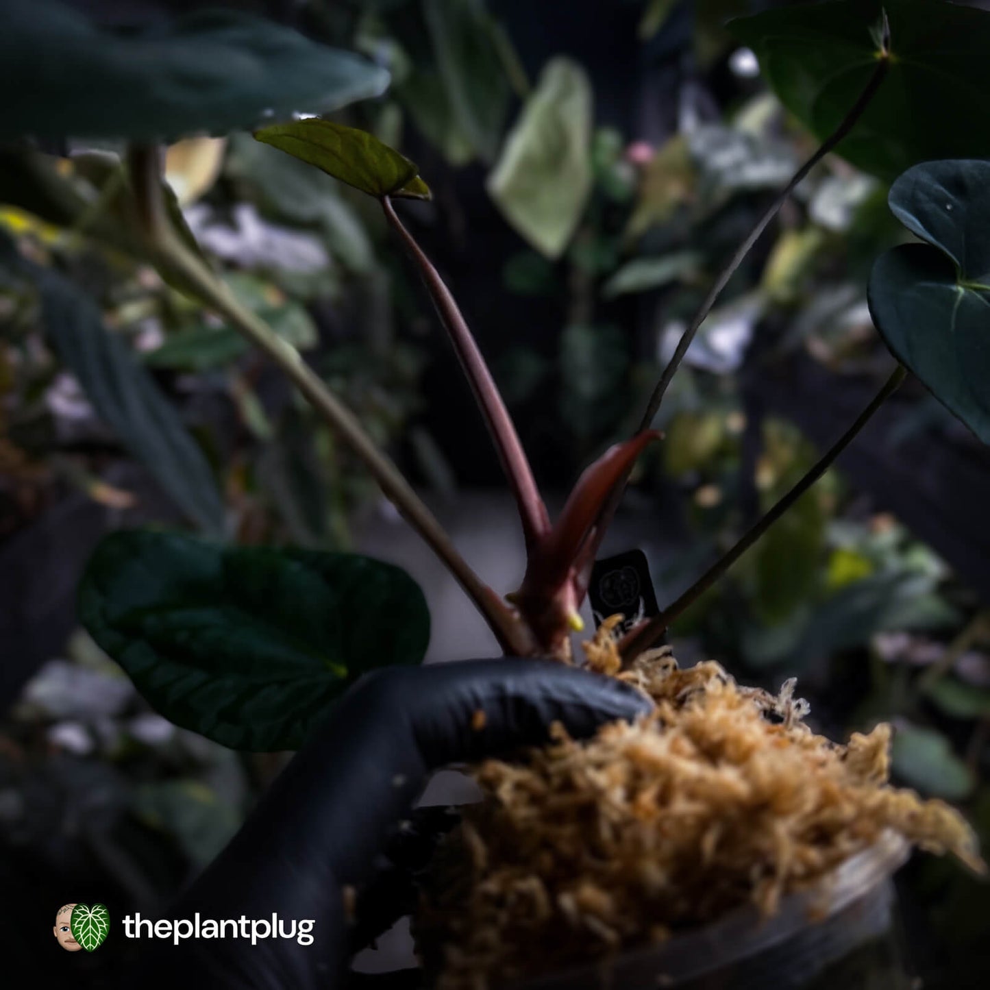 Anthurium ('Midnight Velvet' x crystallinum) x antolakii 'BVEP'