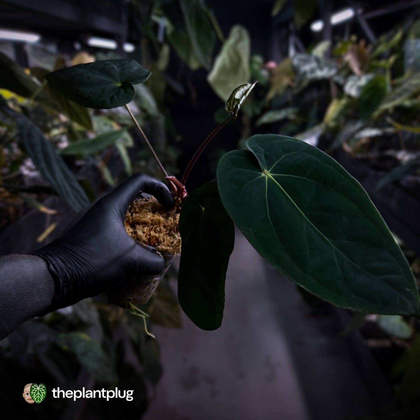 Anthurium ('Midnight Velvet' x crystallinum) x antolakii 'BVEP'