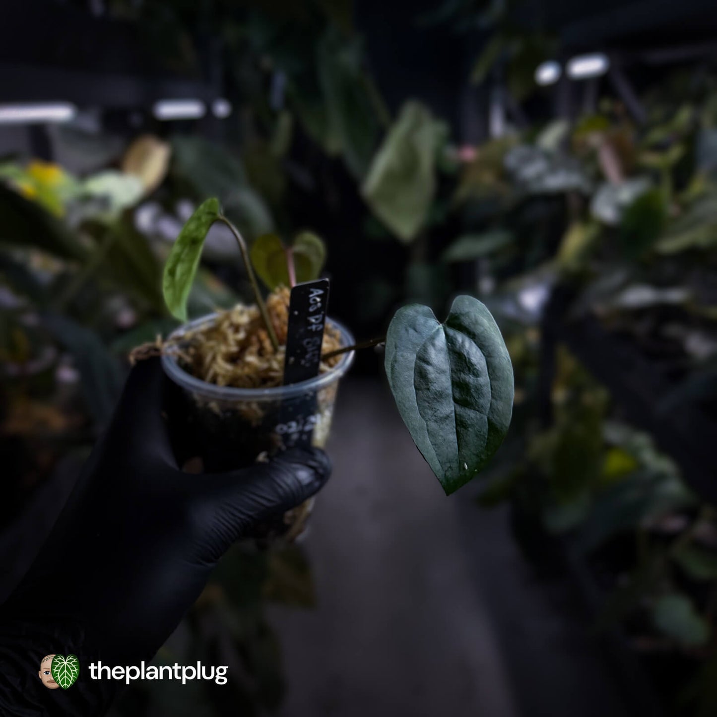 Anthurium 'Ace of Spades Dark Form' (ex. SKG)