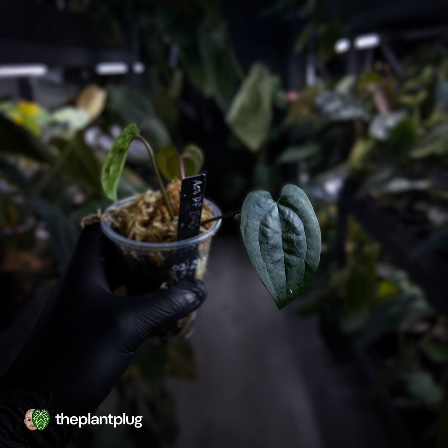 Anthurium 'Ace of Spades Dark Form' (ex. SKG)