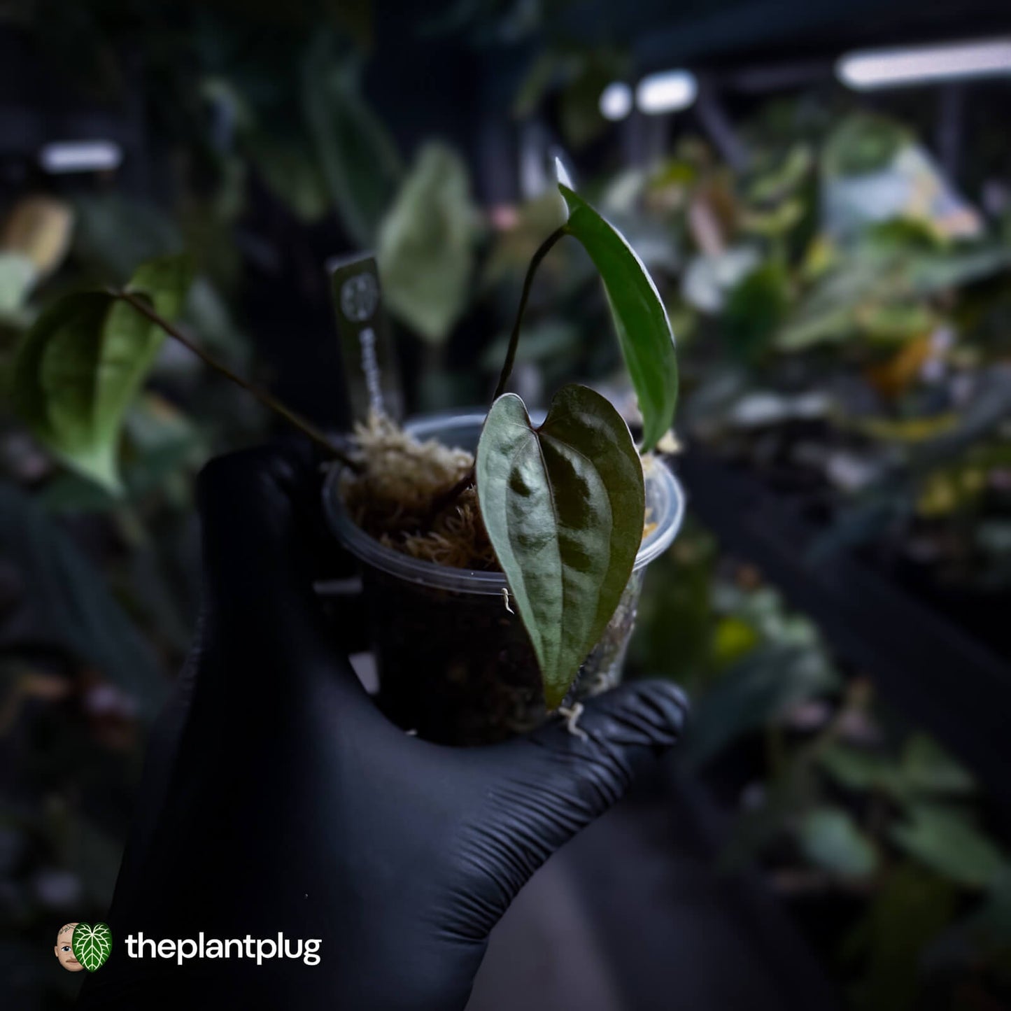 Anthurium 'Ace of Spades Dark Form' (ex. SKG)